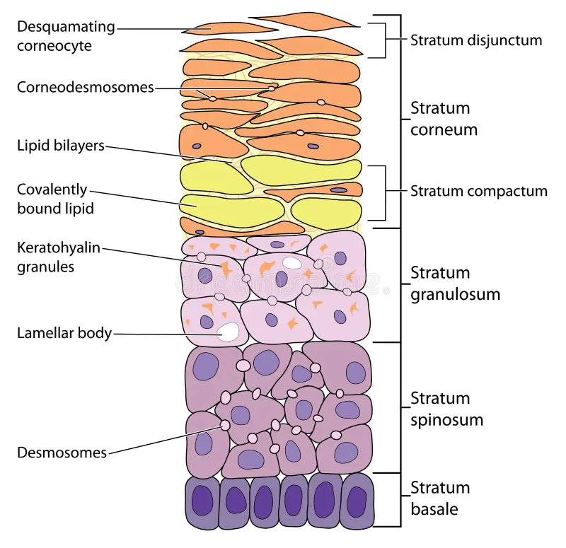 The tape-stripping technique as a method for drug quantification in skin